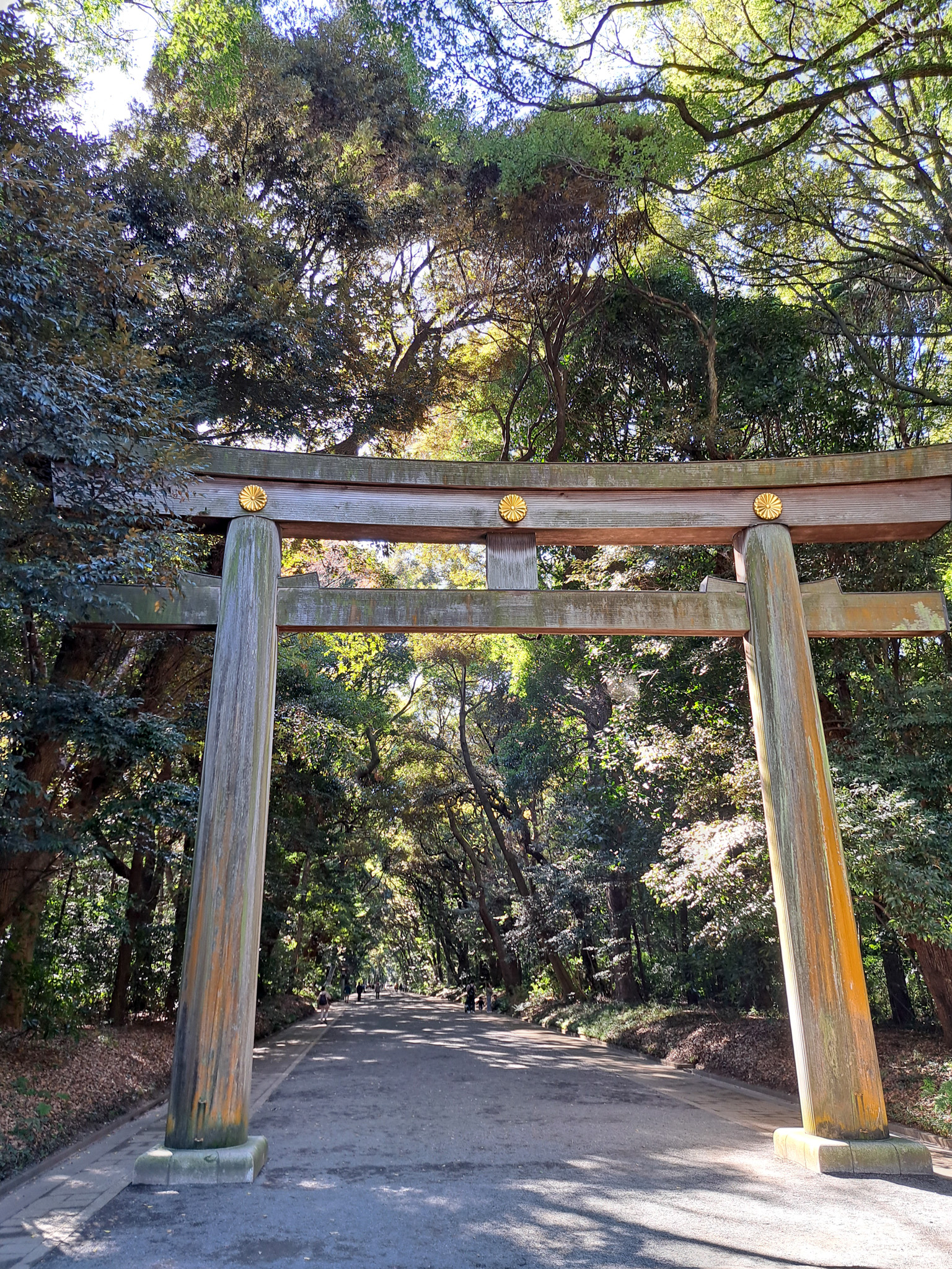 Torii-Tor im Wald des Meiji-Jingu, Tokyo